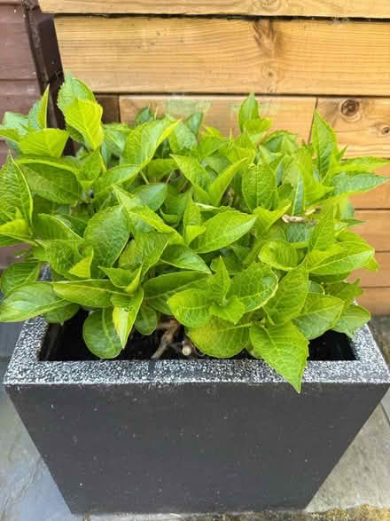 Photo of free 2 mature hydrangeas in pots. Healthy and established (Teddington TW11) #1