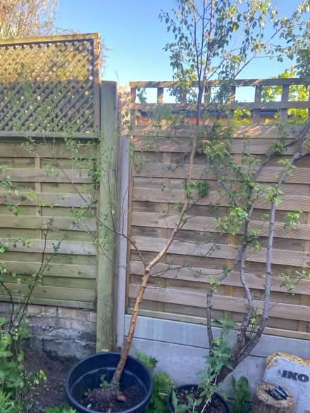 Photo of free Silver birch tree 3+ metres high (Watford Heath WD19) #2