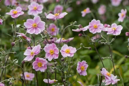 Photo of free Japanese anemone (Upper Bevendean BN2) #1