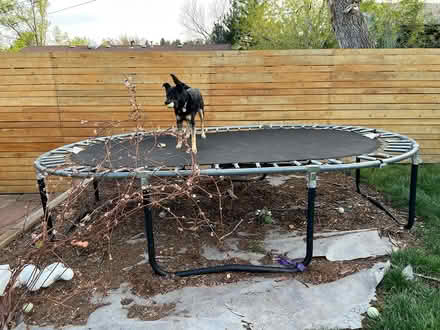 Photo of free 10 x 6 trampoline (Boulder) #1