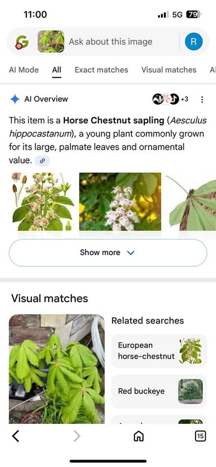 Photo of free Horse Chestnut (Wincobank, S5) #2