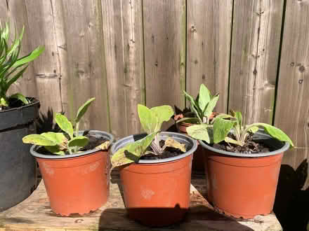 Photo of free Foxgloves (Penrith CA11) #1