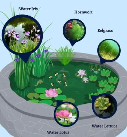 Photo of Pond plants suitable for koi (Winnersh RG41) #1