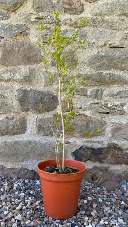 Photo of free Forsythia (Weston LD7) #1