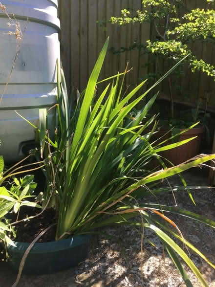 Photo of free Stinking Iris (Upper Bevendean BN2) #1
