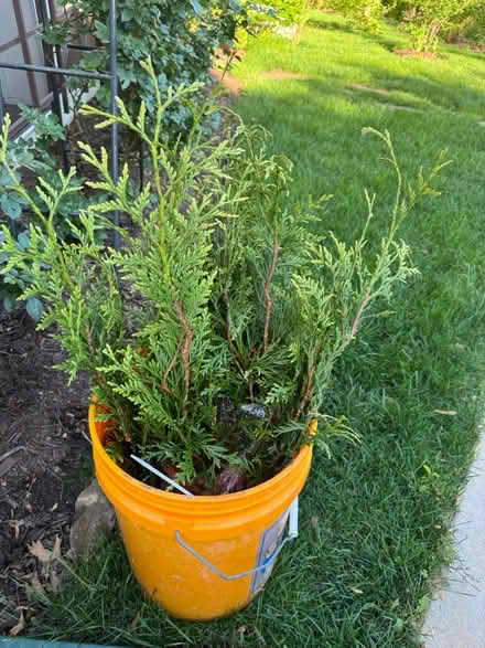 Photo of free 6 New trees (NE Vienna) #1