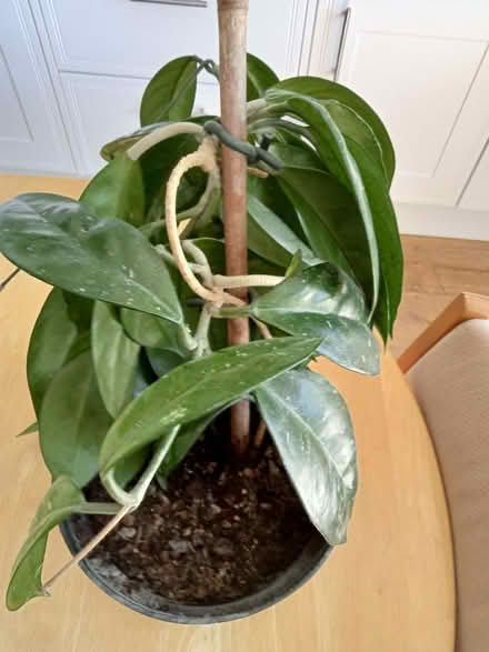 Photo of free house plant (Seaside BN22) #1