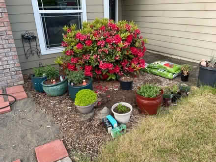 Photo of free Established Rhododendron (West Salem) #3