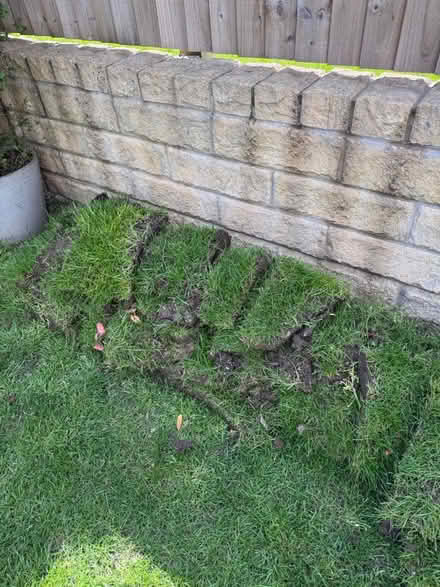 Photo of free Garden Turf - cut today (HG3) #1