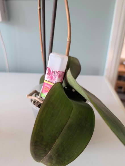 Photo of free 3 Orchids (Stonehouse) #1