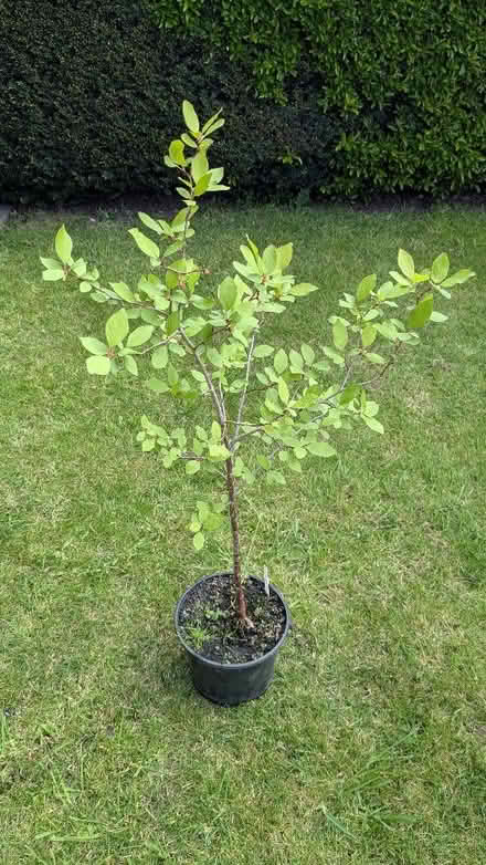 Photo of free 6 plum trees grown from stones (Caldy Valley CH3) #2