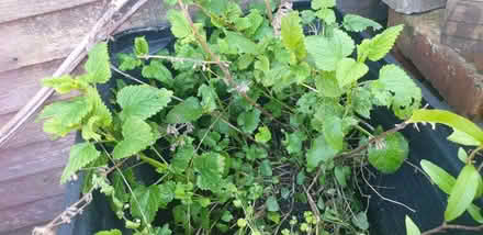 Photo of free Lemon Verbena plant (Parkstone, Poole, BH14) #1
