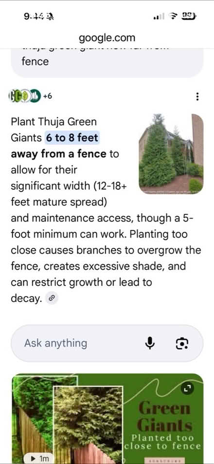 Photo of free 6 New trees (NE Vienna) #4