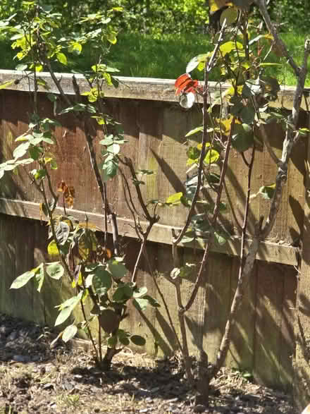 Photo of free 2 rose bushes (Aldershot) #1