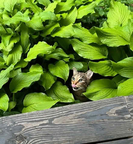 Photo of free Hosta (Lunenburg) #2