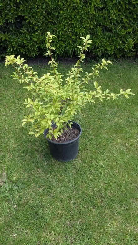 Photo of free 6 plum trees grown from stones (Caldy Valley CH3) #4