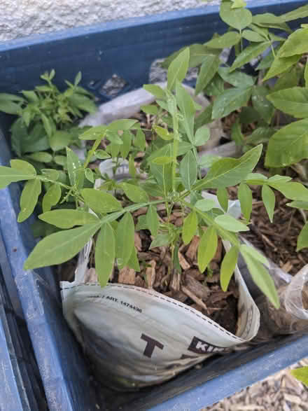 Photo of free Soapberry Tree saplings (Tingley Beach) #1