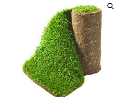 Photo of Turf / grass (bexleyheath DA7) #1