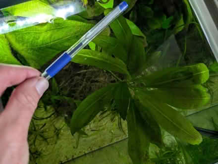 Photo of free Amazon Sword aquarium plant (Bear Flat, Bath BA24) #1