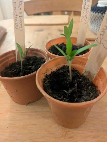 Photo of free Tomato Seedlings. Campbell 33 (Grantham) #1