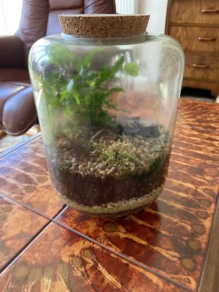 Photo of free Plant terrarium(?) (Frimley Green) #1