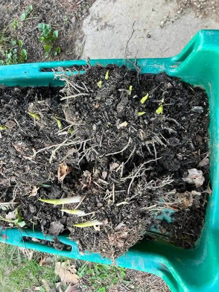 Photo of free Hosta (Lunenburg) #1