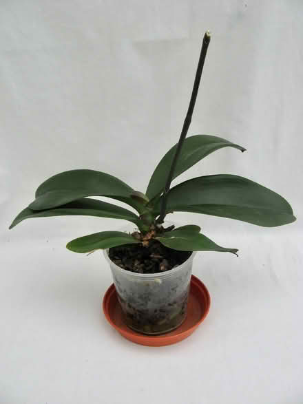 Photo of free Orchid in a pot (Croham CR2) #1