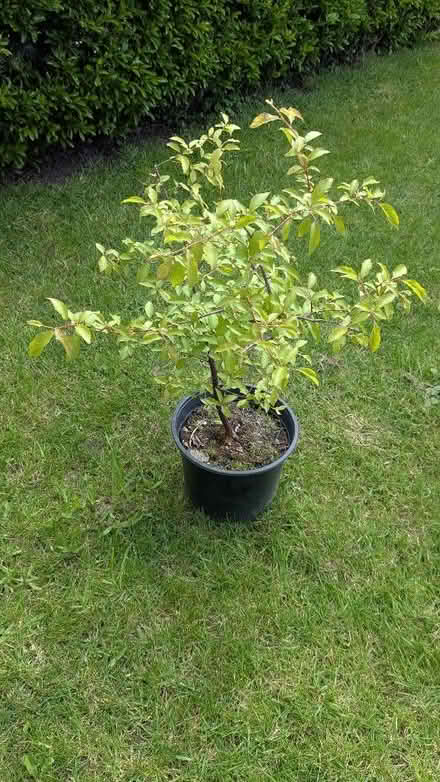 Photo of free 6 plum trees grown from stones (Caldy Valley CH3) #3