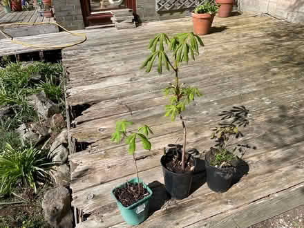 Photo of free Horse chestnuts saplings (Merchiston EH10) #1