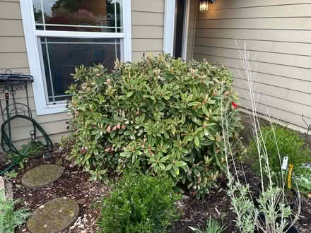 Photo of free Established Rhododendron (West Salem) #2