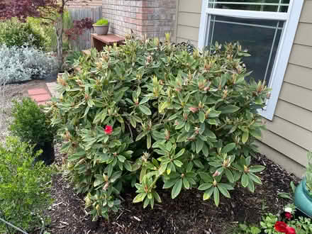 Photo of free Established Rhododendron (West Salem) #1