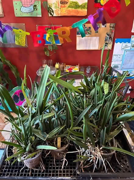 Photo of free Brassovola hybrids (Stanhope) #1