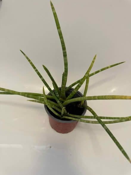 Photo of free African spear plants (CO4 9 Colchester) #1