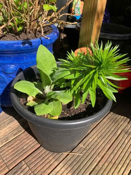 Photo of free Pyrenean Lily and Foxglove (Penrith CA11) #1