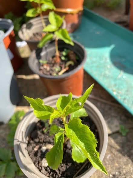 Photo of free Bullis/mirabelle seedlings (Stroud GL5) #2