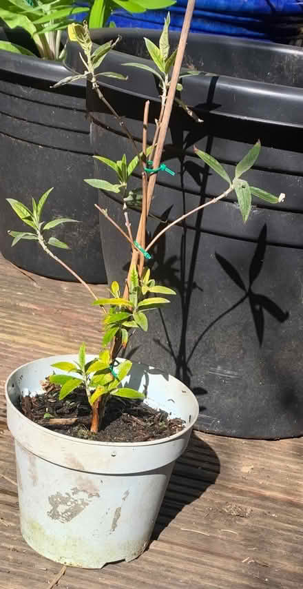 Photo of free Buddleja (Penrith CA11) #1