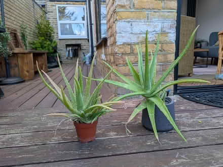 Photo of free Aloe Vera plants (Hanwell W7) #1