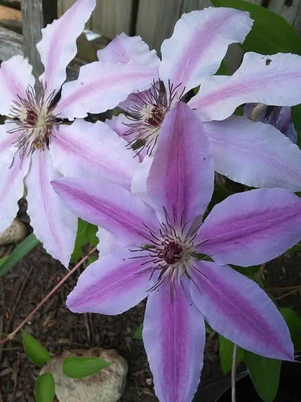Photo of free Clematis (paisley and imperial) #2