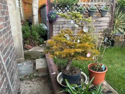 Photo of free Living Christmas Tree (Purbrook PO7) #1