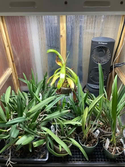 Photo of free Brassovola hybrids (Stanhope) #4