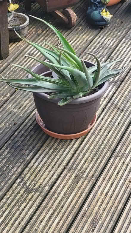 Photo of free Aloe Vera plant (Ilkeston) #1