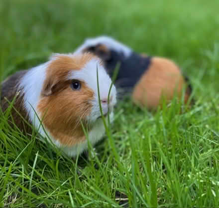Photo of Grass/turf for guinea-pig area (Worcestershire WR WR10) #1