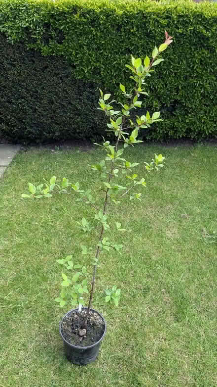 Photo of free 6 plum trees grown from stones (Caldy Valley CH3) #1