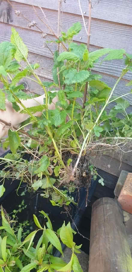 Photo of free Lemon Verbena plant (Parkstone, Poole, BH14) #2