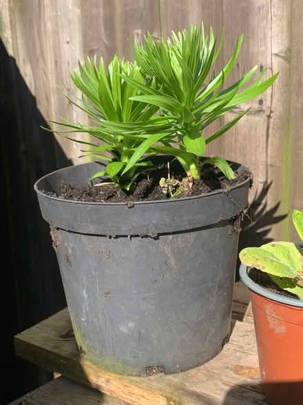 Photo of free Pyrenean Lily (Penrith CA11) #1