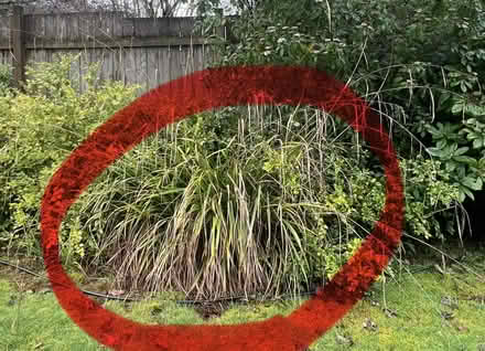 Photo of free Ornamental Grass Plant (Wedgwood) #1