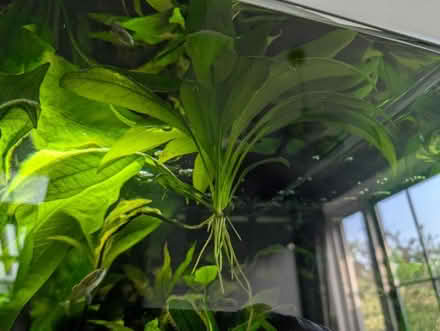 Photo of free Amazon Sword aquarium plant (Bear Flat, Bath BA24) #2