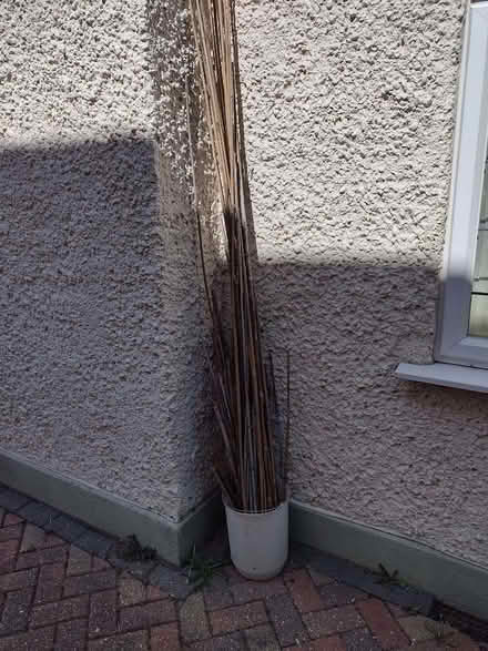 Photo of free Garden Canes (Boscombe BH5) #1