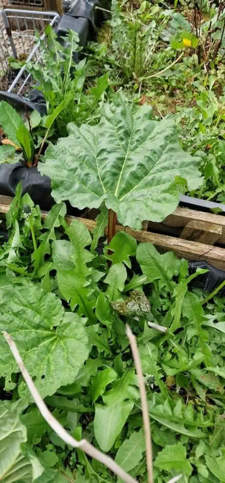 Photo of Rhubarb crowns / Veg plants (Bradley BB9) #1