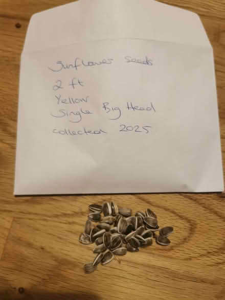Photo of free Sunflower seeds plus others (M35 Failsworth, Manchester) #3